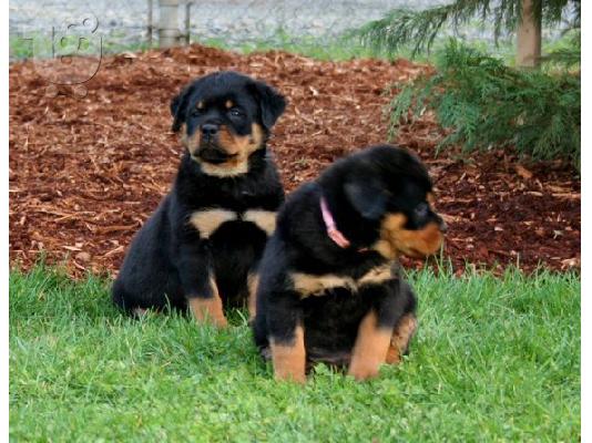 PoulaTo: rottweiler puppies
